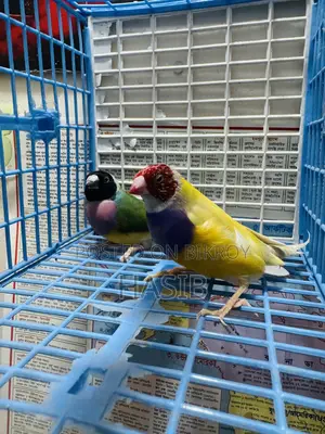 Gouldian Finch