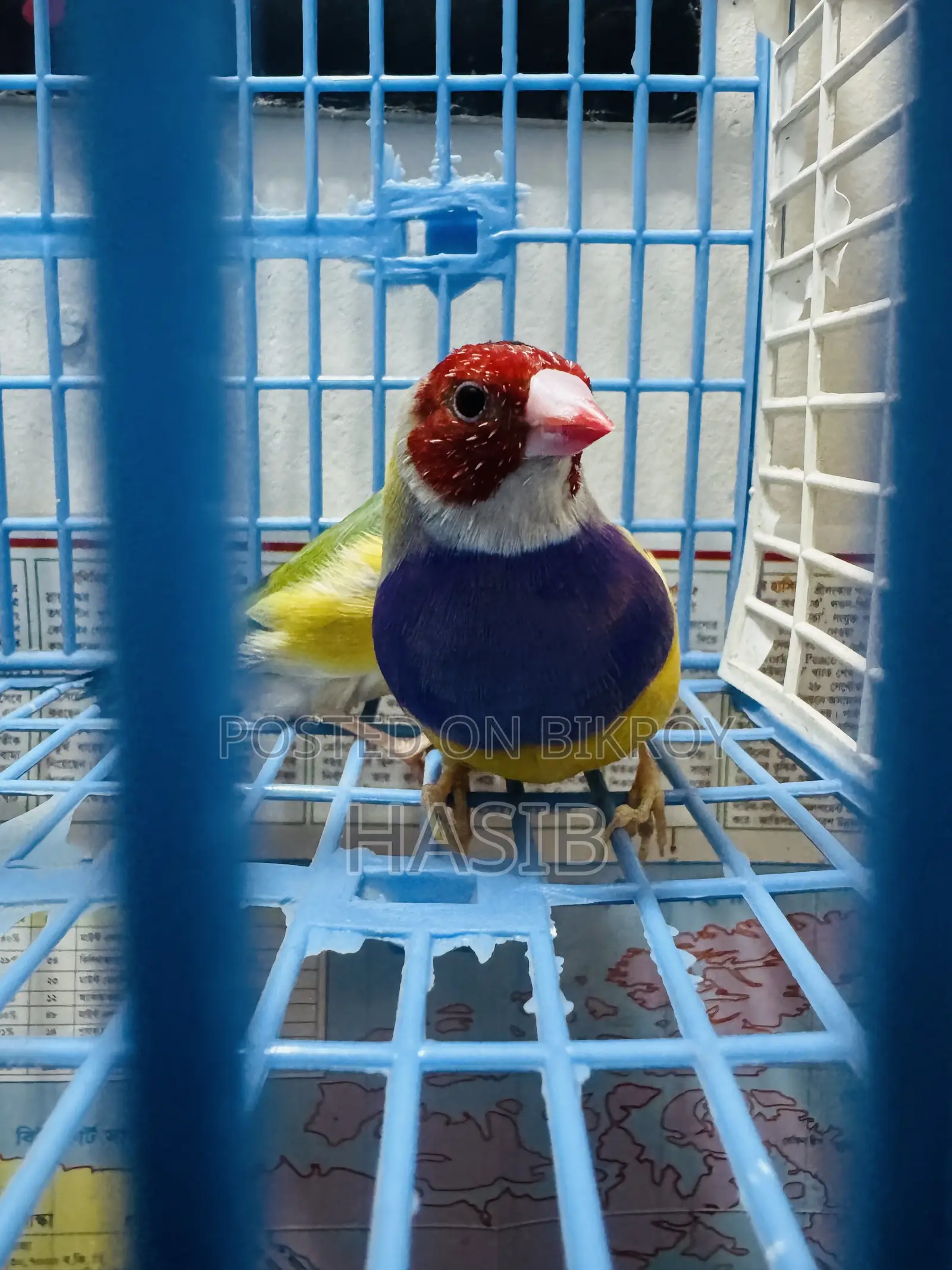 Gouldian Finch