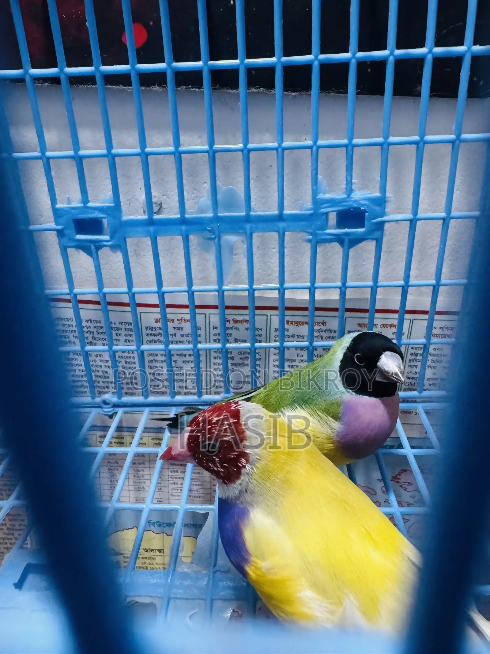 Gouldian Finch
