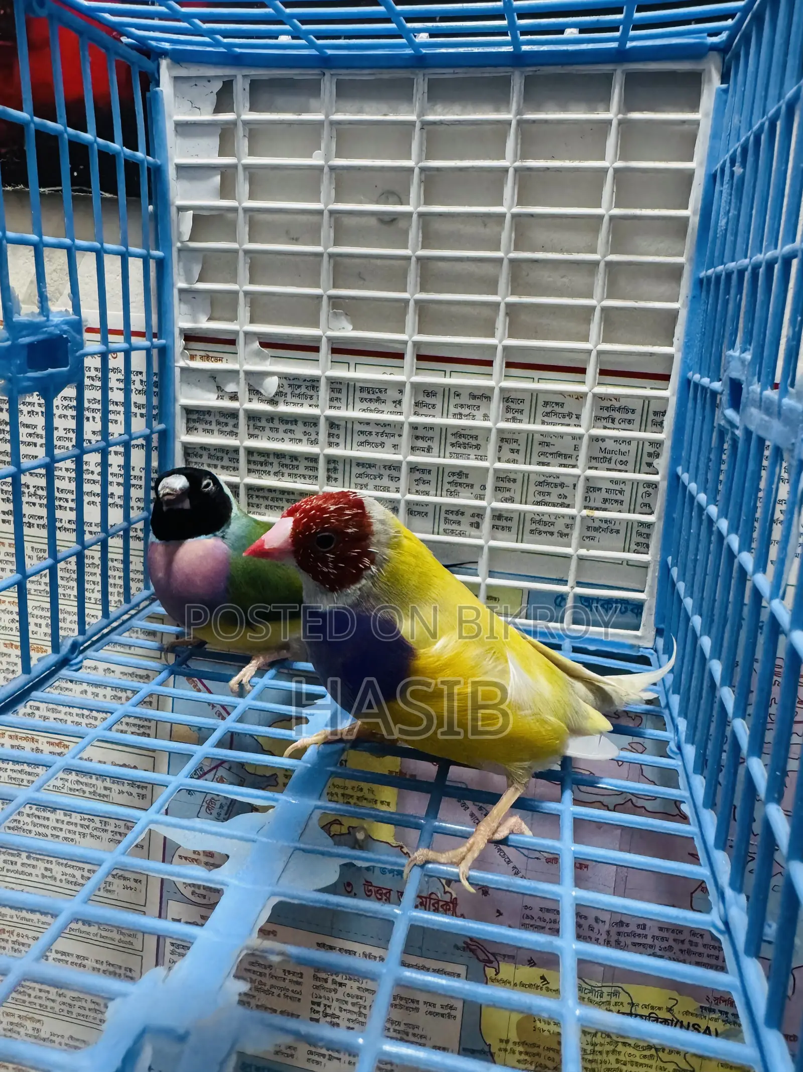 Gouldian Finch