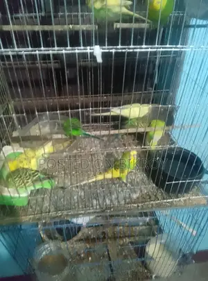 বাজেরিকা পাখি