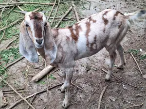 Jamnapari Goat
