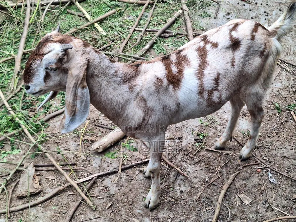 Jamnapari Goat