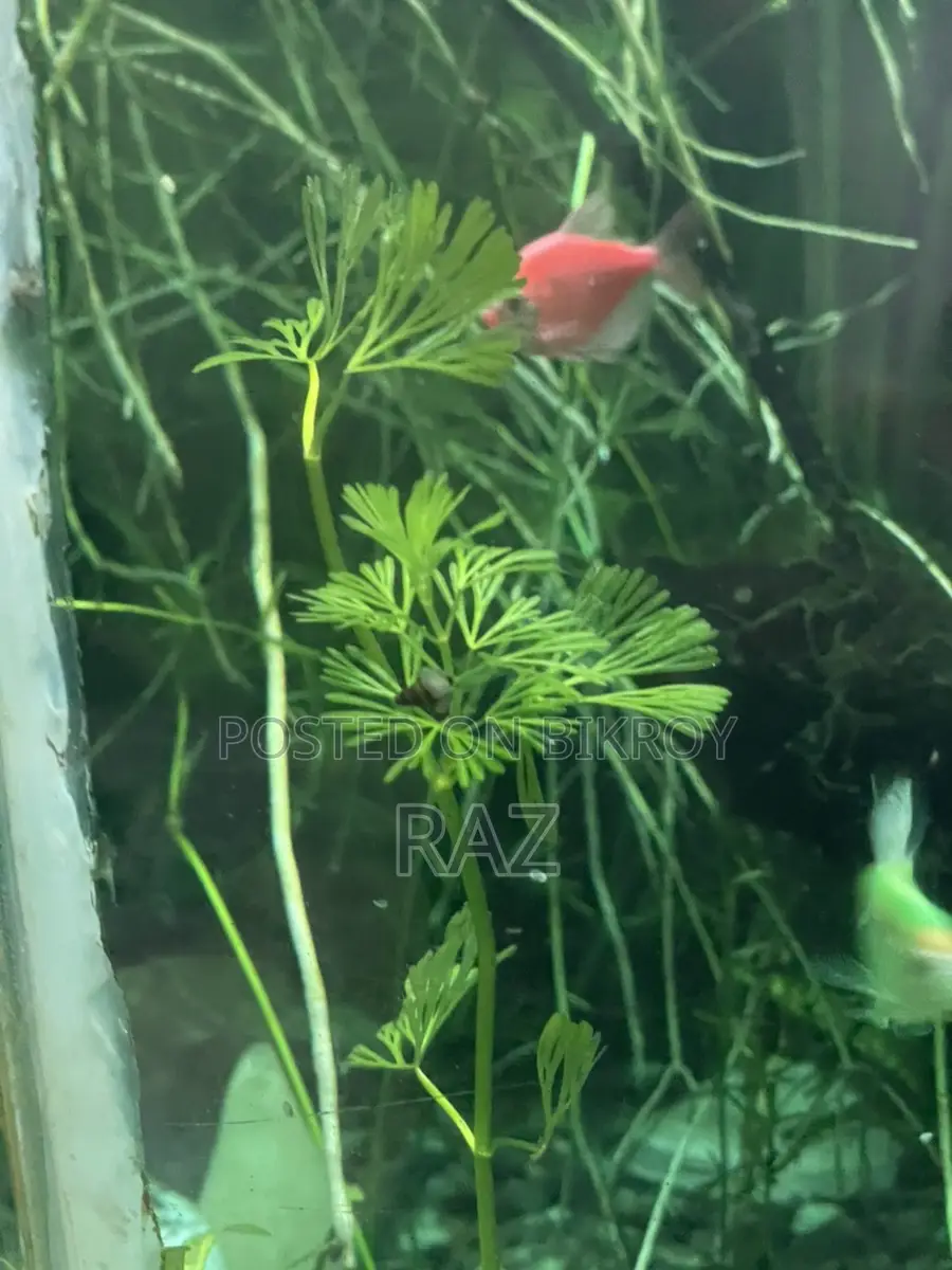 Aquarium Plant