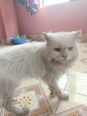 Cat for Sale