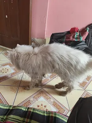 Cat for Sale