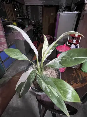 Variegated Peace Lily Indoor Plant