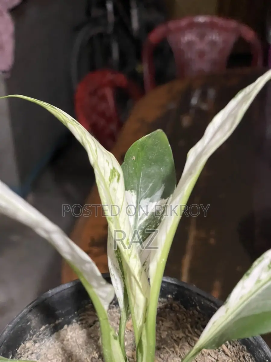 Variegated Peace Lily Indoor Plant