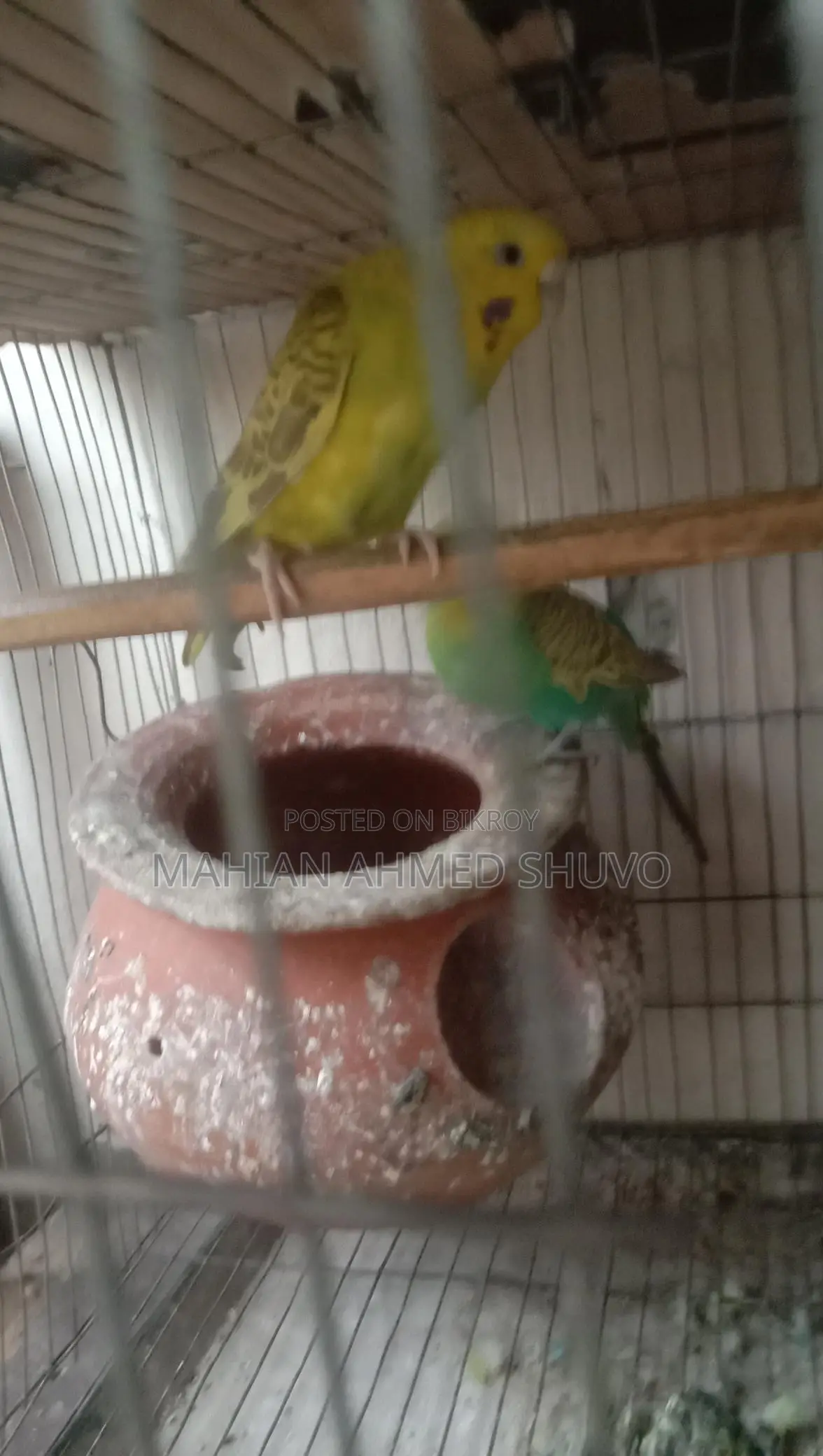 Budgie Birds