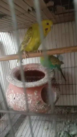 Budgie Birds