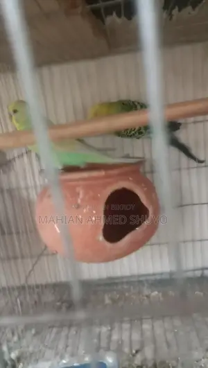 Budgie Birds