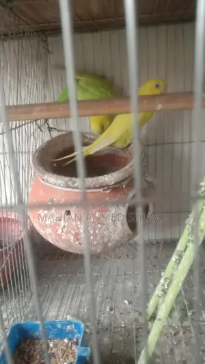 Budgie Birds