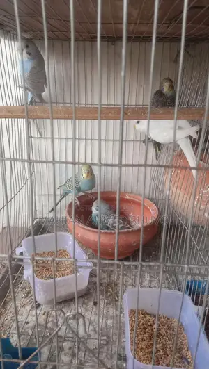 Budgie Birds