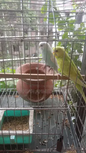 Budgie Birds