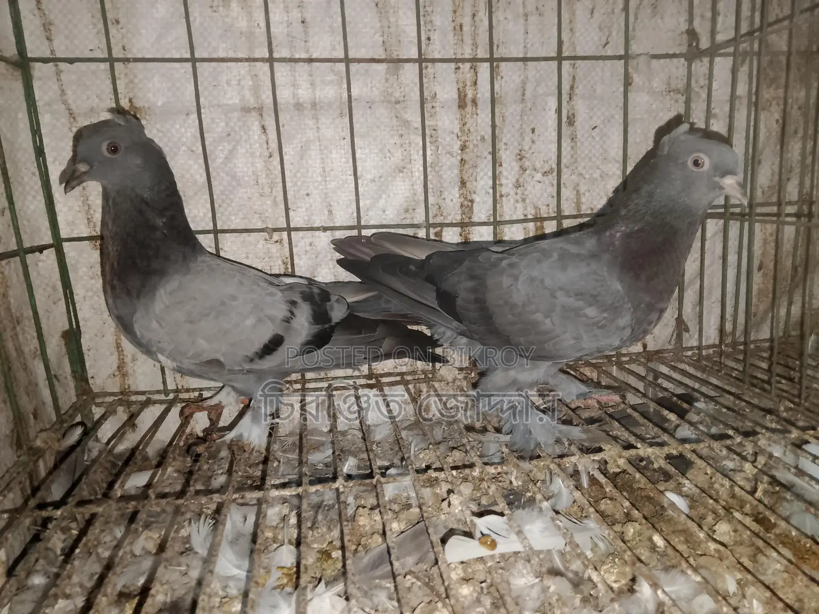 Rajshahi Giribaz Pigeon