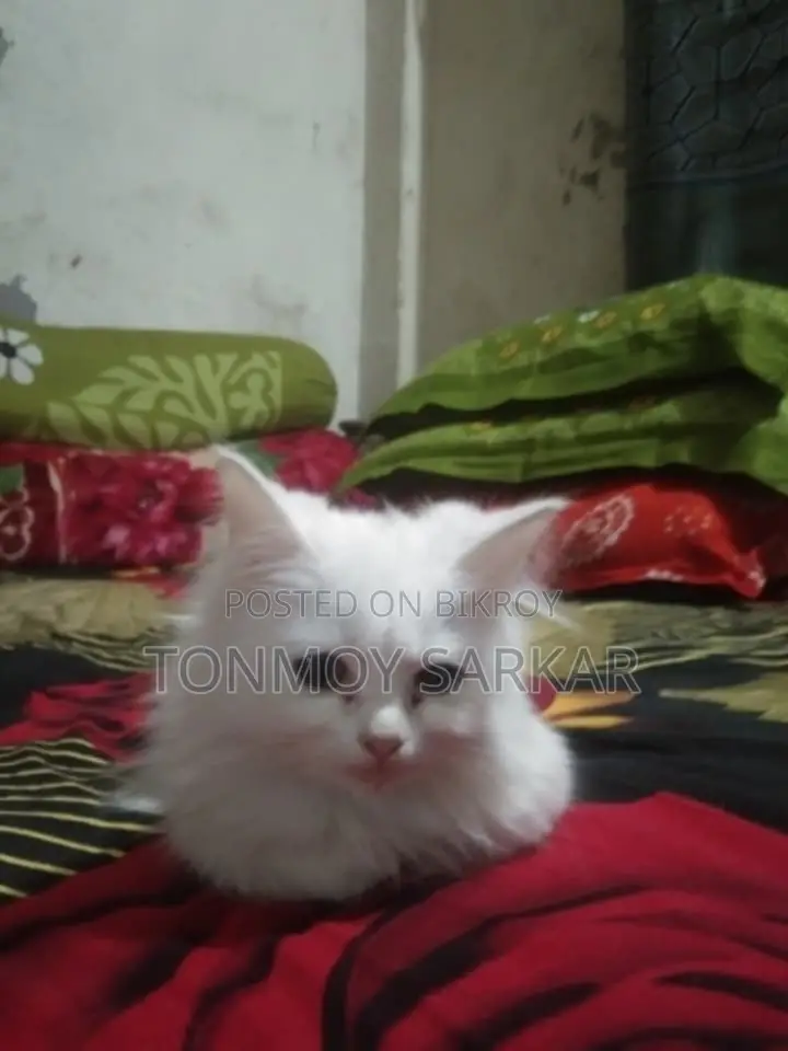 Cat for sale