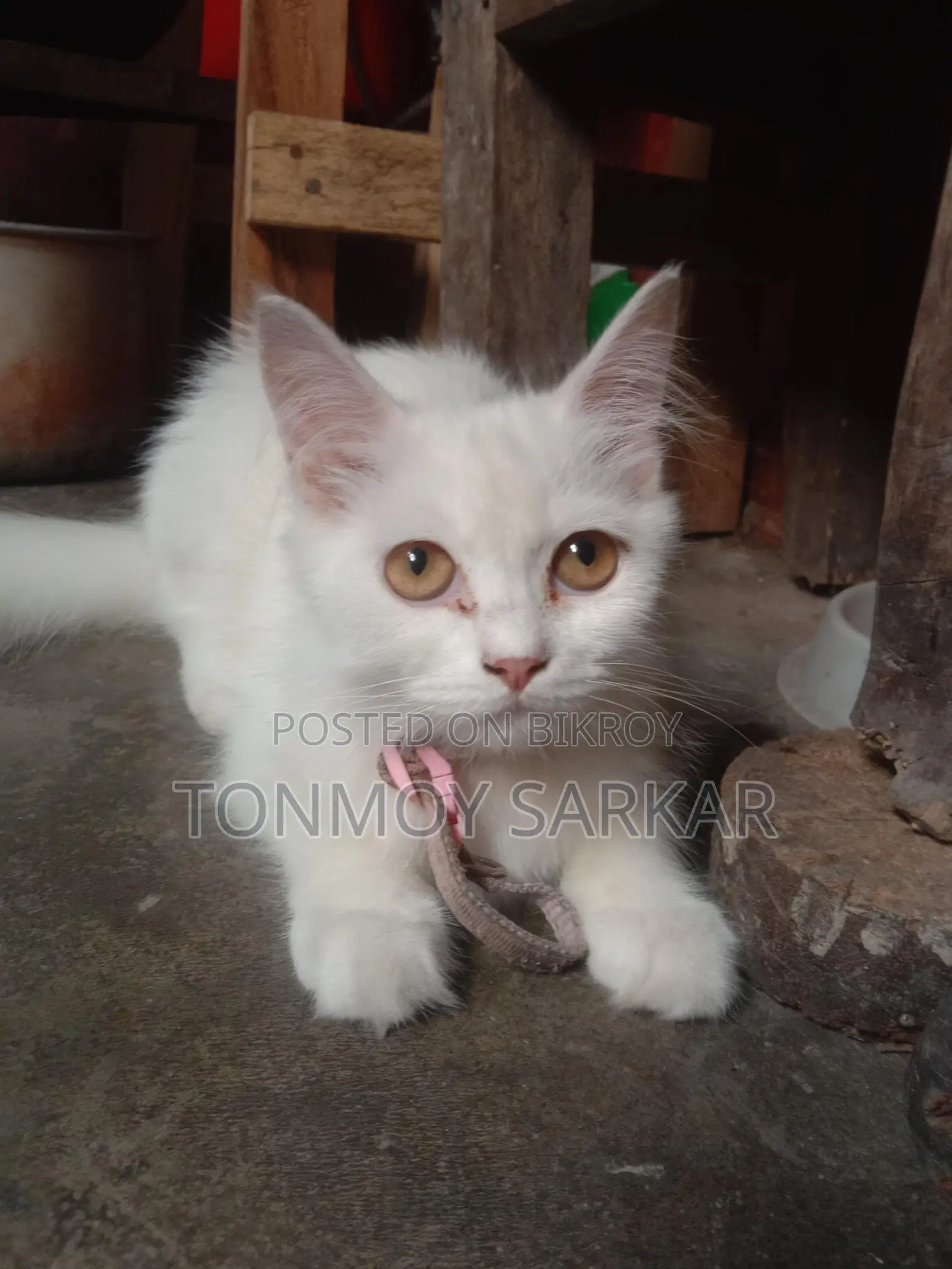 Cat for sale