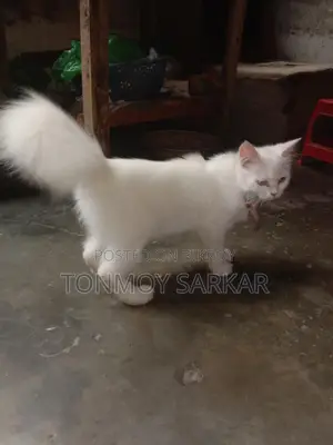 Cat for sale
