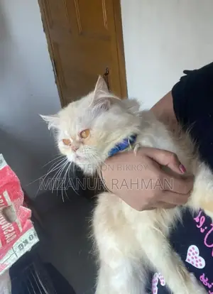 পার্সিয়ান বিড়াল