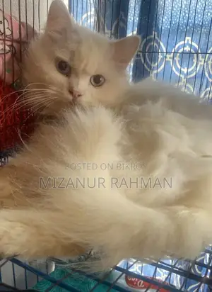 পার্সিয়ান বিড়াল