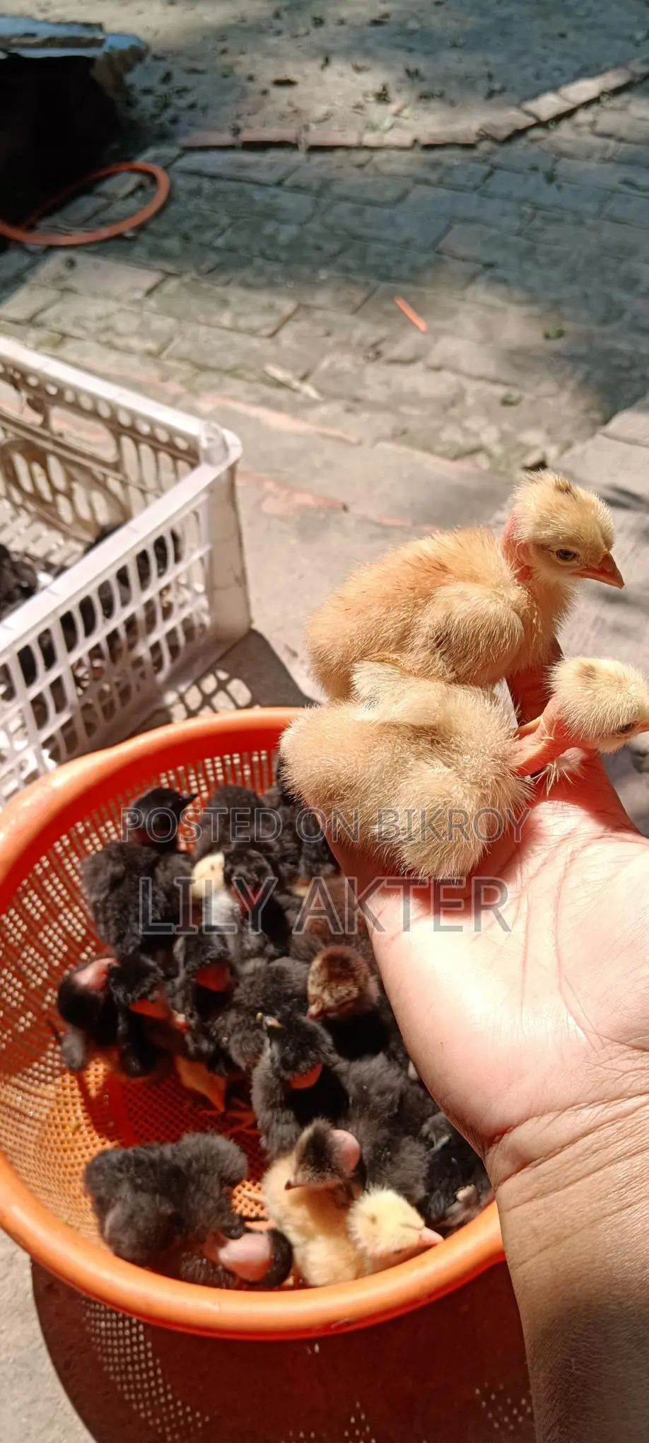 Original Deshi Chicken Chicks