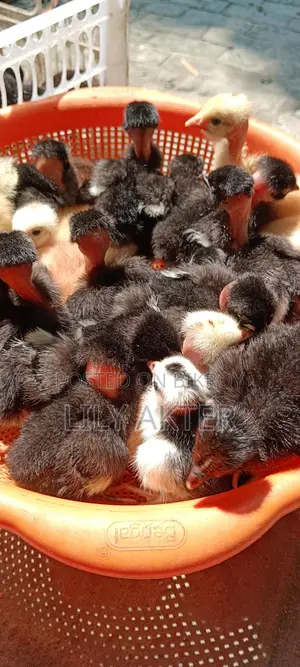 Original Deshi Chicken Chicks