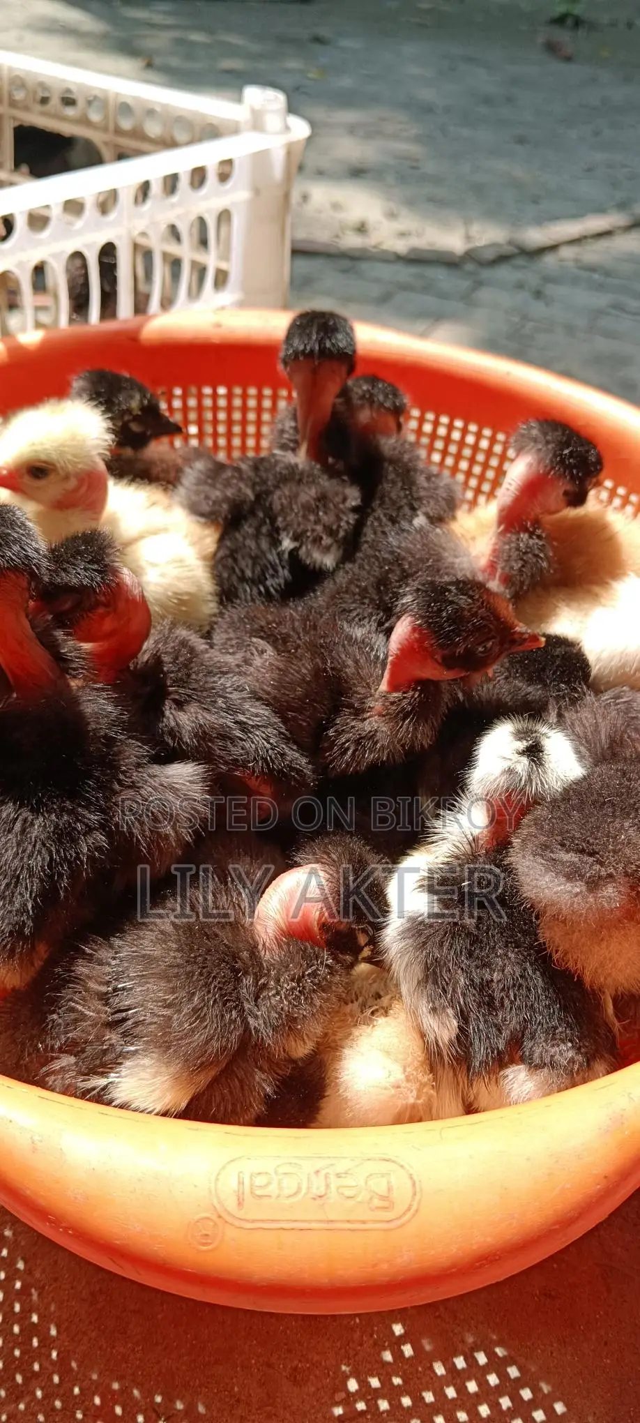 Original Deshi Chicken Chicks