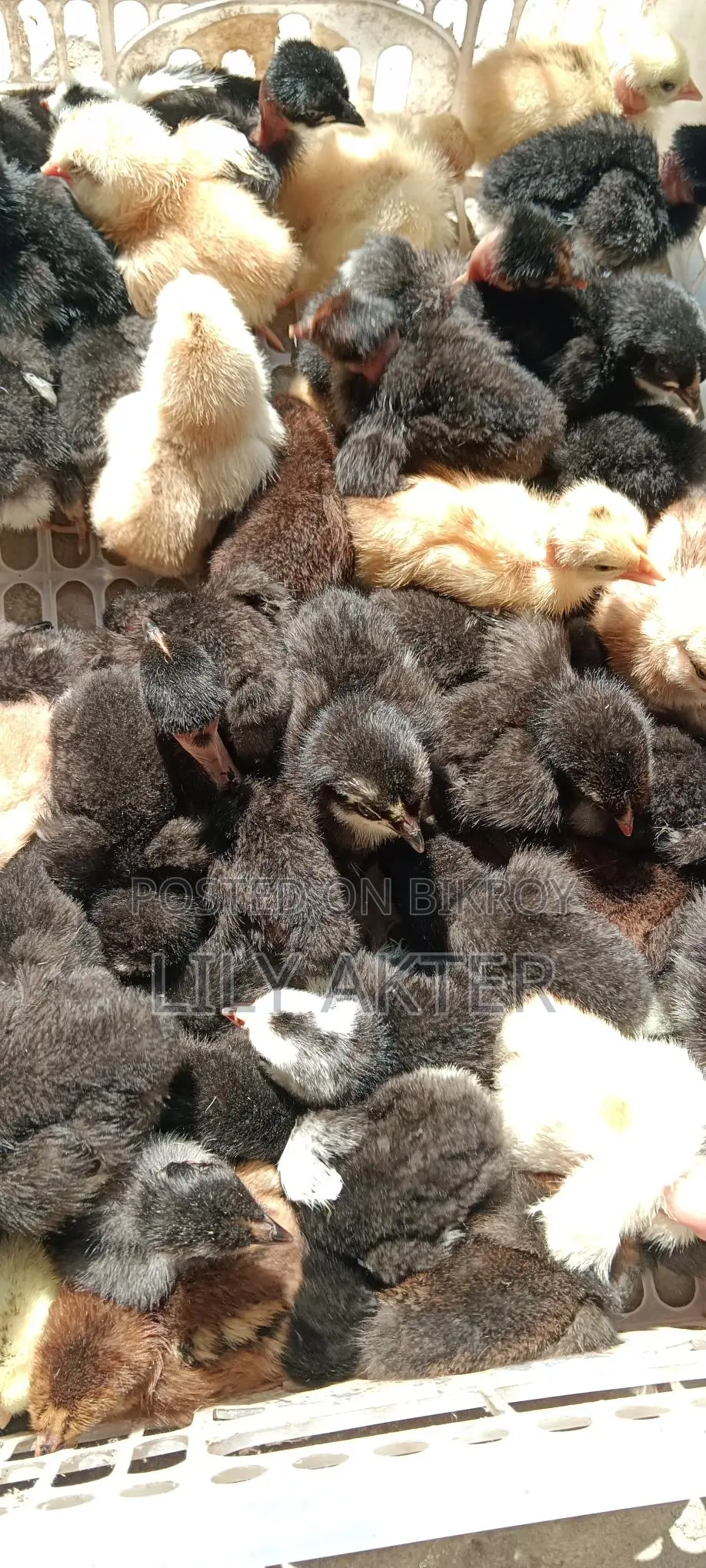 Original Deshi Chicken Chicks