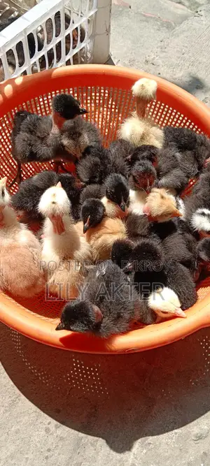 Original Deshi Chicken Chicks