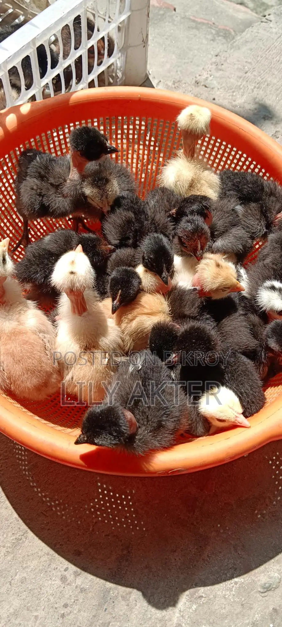Original Deshi Chicken Chicks