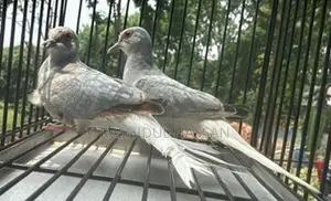 Diamond Dove