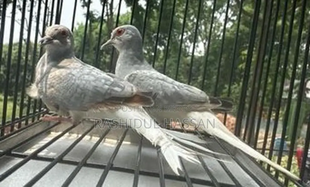 Diamond Dove
