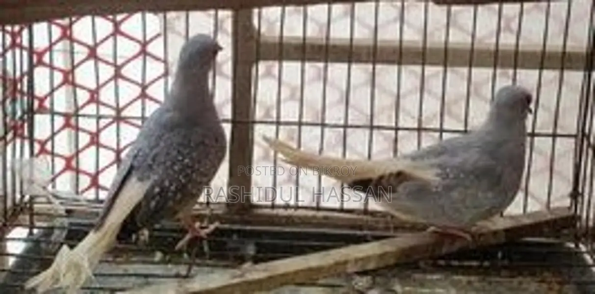 Diamond Dove