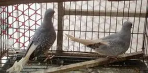 Diamond Dove