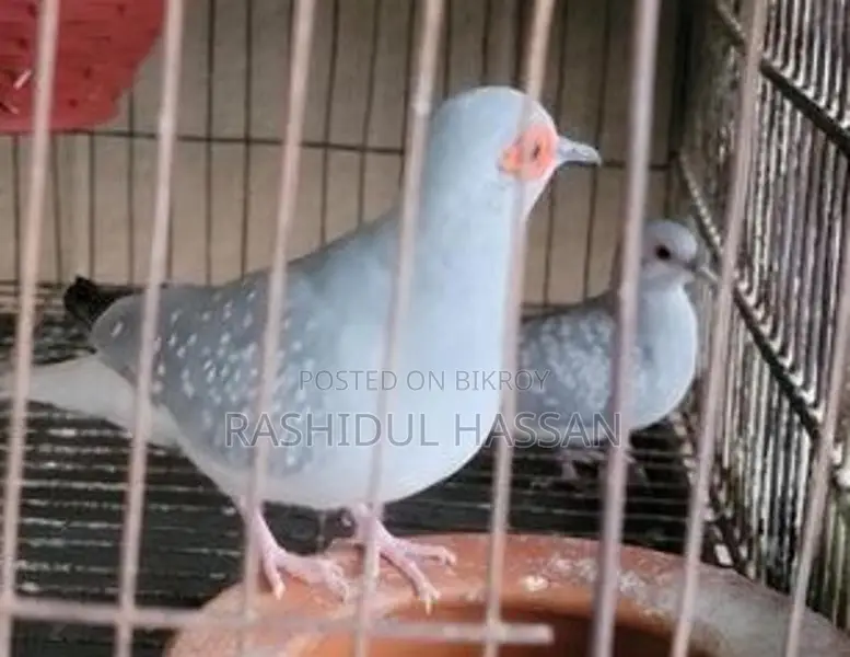 Diamond Dove