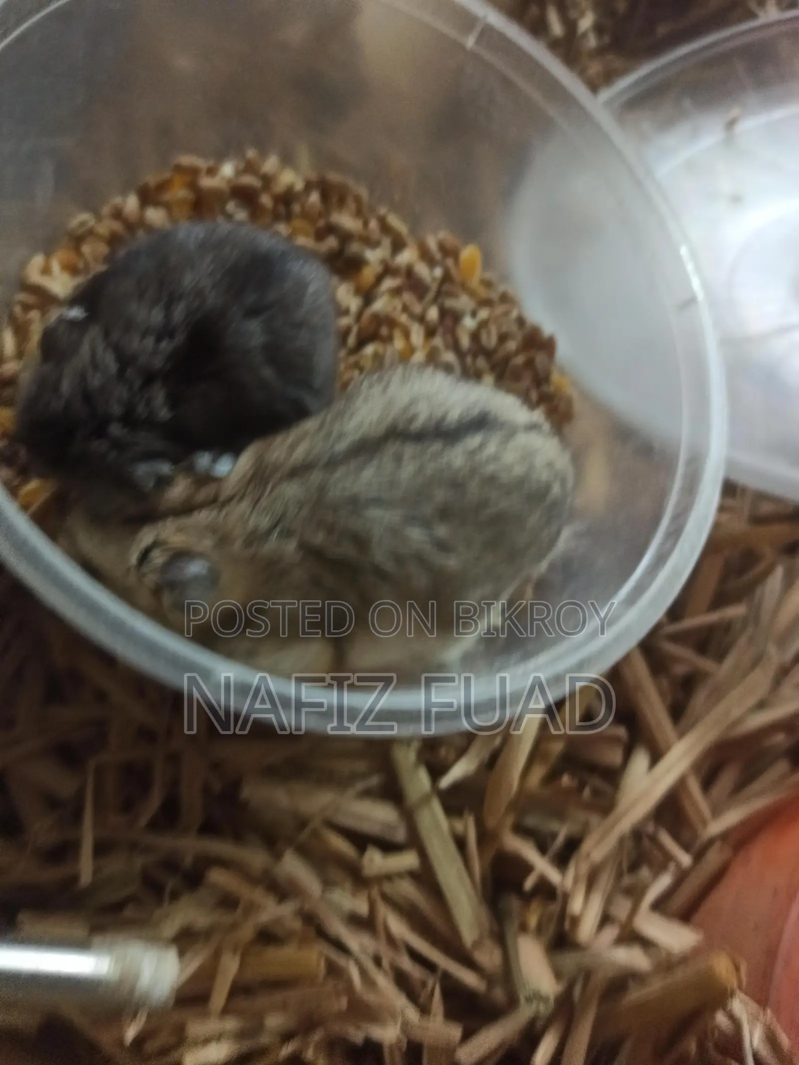Russian Dwarf Hamster For Adoption