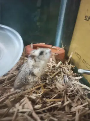 Russian Dwarf Hamster For Adoption