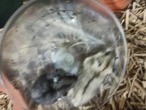 Russian Dwarf Hamster For Adoption