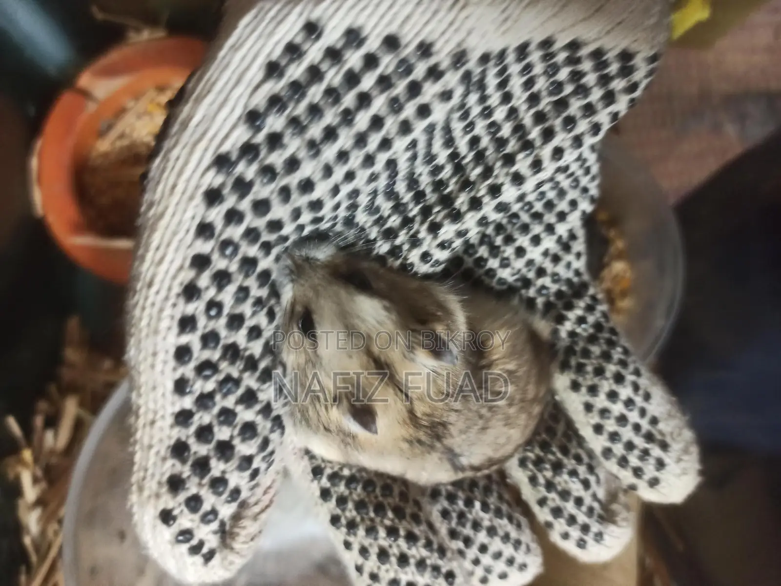 Russian Dwarf Hamster For Adoption