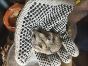 Russian Dwarf Hamster For Adoption