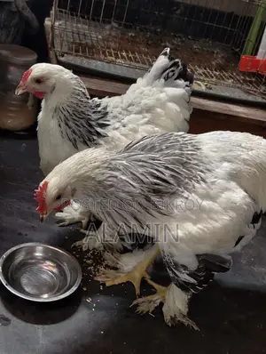 Pure Brahma Chicken