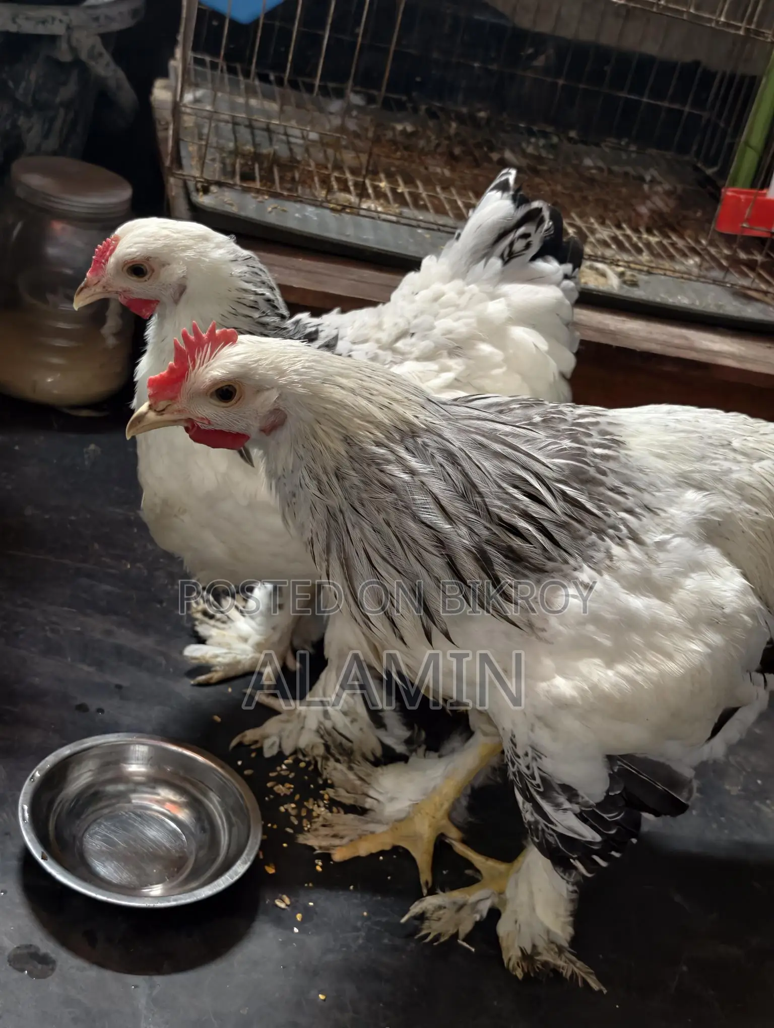 Pure Brahma Chicken