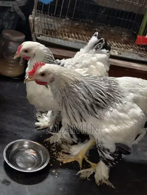 Pure Brahma Chicken