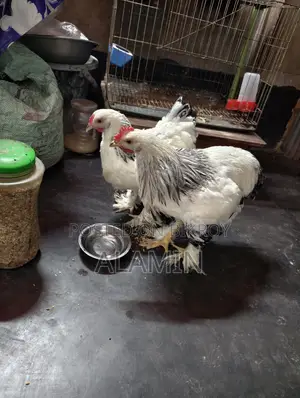 Pure Brahma Chicken