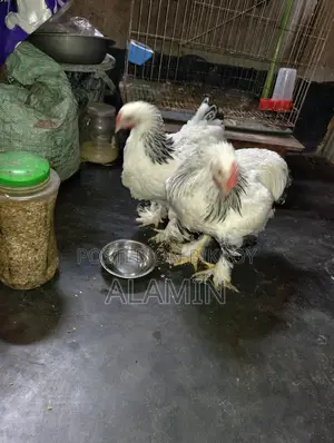 Pure Brahma Chicken