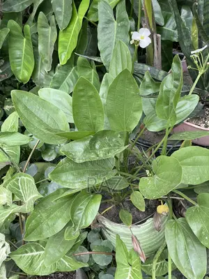 Sword Lily Water Plant