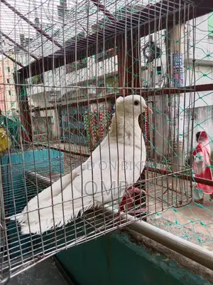Kajji Male Pigeon