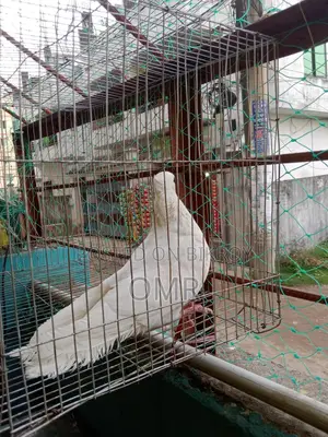 Kajji Male Pigeon