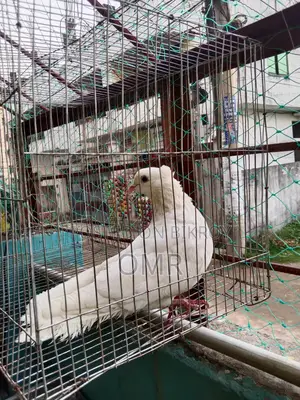 Kajji Male Pigeon