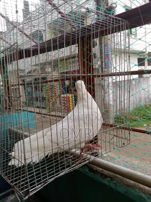 Kajji Male Pigeon